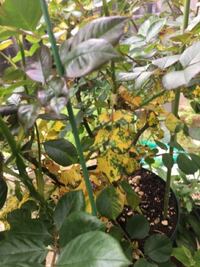 バラ栽培初心者です どうかお助け下さい
大切に育ててきたホリデーアイランドピオニーの葉が下の方から変色してきました
マダラに黄色くなっています
しかもたくさん‼︎
昨日、3回目の消毒をしました
心配です
昨日はモスピランとサプロールとアビオンを混ぜて使いました
前回は１０日前にベニカ、サルバトーレ、アビオンを使いました
その2週間前に最初の消毒しましたが、その時はオルトラン、トップジン、アビ...