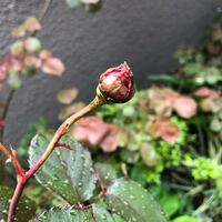 薔薇の葉に茶色の部分が出ました 葉の周りから所どころに出ていて 薔薇の全 Yahoo 知恵袋