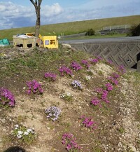 芝桜の植え替えを考えております 何時の時期が良いでしょうか 既 Yahoo 知恵袋