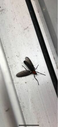 群馬県の山間に住んでいます 小さな黒い羽虫が大量発生して困っています Yahoo 知恵袋