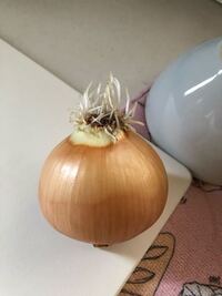 たまねぎの根の部分に白くフワフワのカビが生えていました その部分を取り除くと Yahoo 知恵袋
