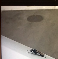 現在宮古島で大量発生している交尾虫 毎年この時期に大量発生し Yahoo 知恵袋