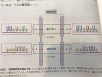 この生き物はウツボの仲間でしょうか 堤防の内側に落っこちていたの Yahoo 知恵袋