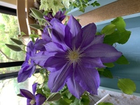 最近切り花を買って家に飾るようになりました ですが花屋さんの Yahoo 知恵袋