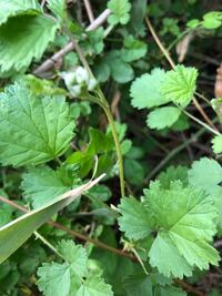 このトゲトゲ植物は何という名前でしょうか 緑色のトゲトゲ茎が ツタの Yahoo 知恵袋