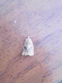 玄関に白い蛾が大量発生しています 体長は2 3cmくらいで 大きさ以外は Yahoo 知恵袋