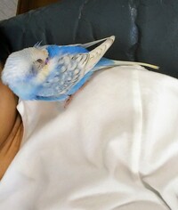 セキセイインコのペアから生まれるカラーの可能性について教えてくだ... - Yahoo!知恵袋