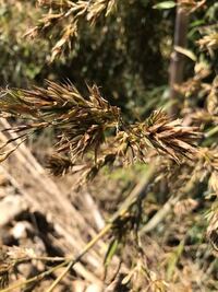 これは竹の花ですか 竹の花が咲いたら枯れるとか 60年に一回 Yahoo 知恵袋