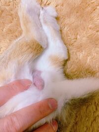 うさぎの睾丸が普段は見えないのに最近走ってるとぶらぶら垂れている Yahoo 知恵袋