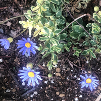 都忘れ ミヤコワスレ の花後の管理方法を教えて下さい 育てているミヤ Yahoo 知恵袋