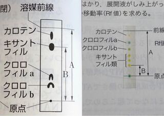 生物の光合成の問題です ペーパークロマトグラフィーで 分離した4種類 Yahoo 知恵袋