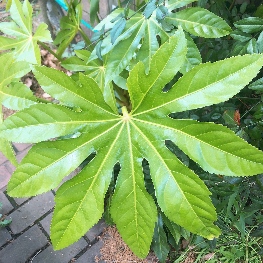 手のような形で9つに分かれている葉です。なんという植物ですか
