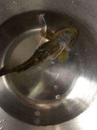 この魚を糸魚川の姫川港で捕まえたのですが たべれますでしょうか Yahoo 知恵袋