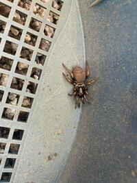 この蜘蛛は毒ありますか 庭で見つけました Googleレン Yahoo 知恵袋