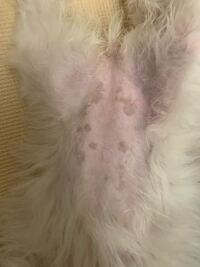 私の飼っている犬で皮膚に茶色い シミみたいなものがあります 私の Yahoo 知恵袋
