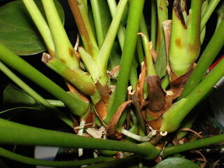 アンスリュームを買って来ました お持てに置いていたら真ん中の部分 Yahoo 知恵袋