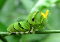 閲覧 注意 ナミアゲハの幼虫をすごくかわいいと思います ㅤㅤㅤㅤㅤㅤㅤㅤ Yahoo 知恵袋