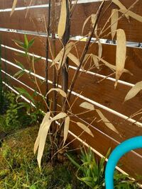 庭に植っている黒竹について質問です 一回水不足で枯れかけたこの葉の色 Yahoo 知恵袋