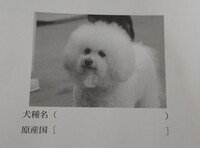 画像の犬種 と原産国 わかる方いらっしゃいませんか 写真はこの1枚しかなく Yahoo 知恵袋