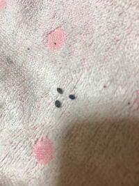 画像に写っている小さい黒い虫がよく天井から降ってくるので調べたら 多分 カツオブ 教えて 住まいの先生 Yahoo 不動産