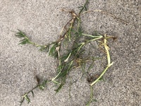 芝生の雑草について質問です 最近 芝生にランナーになっている雑草 Yahoo 知恵袋