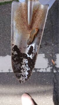 ２０年ほど前に土に埋めたハムスターの骨が 庭掃除のため掘り起こ Yahoo 知恵袋