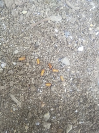 グロ注意 虫の卵 プランターの中にオレンジ色の虫の卵がたくさん出てきます Yahoo 知恵袋