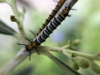 コレクション オリーブ 毛虫 0767 オリーブ 毛虫 駆除