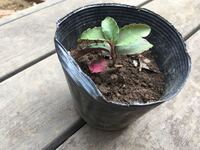 この葉っぱの裏が赤い植物はなんですか 万両ですねすぐに大きくなり花を Yahoo 知恵袋