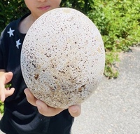 道端の草むらに落ちてたそうです 卵ですか 知り合いが卵だと言ってますがこん Yahoo 知恵袋