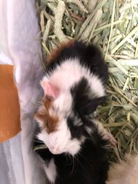 モルモットの赤ちゃんの名前を考えています 三毛のメス まだ可能性です Yahoo 知恵袋