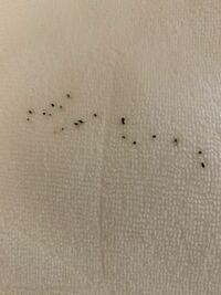 畳んであった布巾を広げたら黒い小さい粒がたくさんあったのですがゴキブリの糞 Yahoo 知恵袋