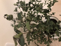 ユーカリ 丸い大きい葉っぱです の葉が ポロポロ落ち始めました Yahoo 知恵袋