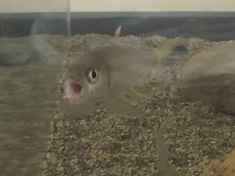 カワムツを飼っているのですが 最近様子がおかしくて画像の様にずっと口を開け Yahoo 知恵袋