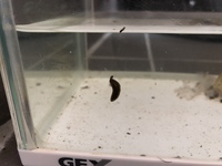 エゾサンショウウオについて飼育しているエゾサンショウウオが本 Yahoo 知恵袋