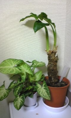 クワズイモ について教えてください 植物を枯らす名人の私が 9 Yahoo 知恵袋