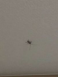 今天井にいるんですがなんの虫ですか？ ゴキブリの殺虫剤で効きますか？