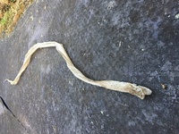 この抜け殻は、何蛇のものですか？

庭に蛇の抜け殻が落ちていました。
1メートル以上ある、大きな蛇の抜け殻でした。

蛇の種類がわかる方がいらっしゃいましたら、是非教えてください。 
