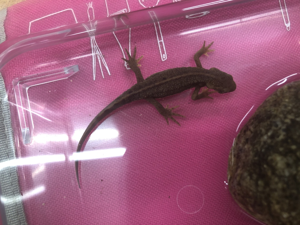 ウーパールーパー アカハライモリ に関するq A Yahoo 知恵袋