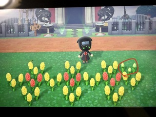 花 あつ ヒヤシンス 森 交配