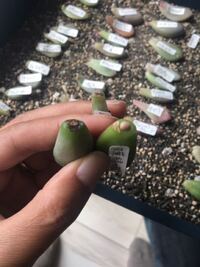 多肉植物 挿し木前の乾燥状態に関して教えてください 多肉植物の挿し木前に Yahoo 知恵袋