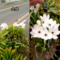 この花弁が白く中心が黒い花径2cm程度の花を茎の上部にまとまって付ける植物 Yahoo 知恵袋