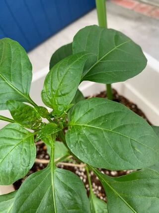 ピーマンの葉に白い斑点が これは何か病気にかかっていますか 植えて Yahoo 知恵袋