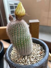 サボテンに花が咲きましたサボテンの名前を教えてくださいまた今度いつ咲くの Yahoo 知恵袋