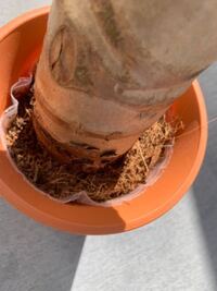 クワズイモが根腐れしました 先週金曜日に根腐れしていることが分かったため Yahoo 知恵袋