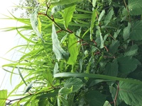 野草について調べているのですが この写真の茎の赤い植物はイタドリでしょうか Yahoo 知恵袋