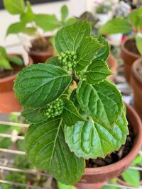 先日紫陽花の挿し穂を2本購入してメネデールで水揚げをして赤玉土 小 Yahoo 知恵袋