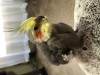 オカメインコについて質問です 飼っているおじいちゃんオカメの匂いが最近まで Yahoo 知恵袋