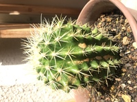 サボテンの種類と変色について何処かで買ったサボテンを育てて3 4 Yahoo 知恵袋