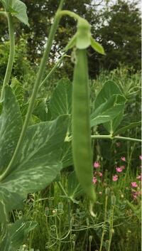 スナックエンドウの実が付きません 去年の１０月中旬頃にスナックエ Yahoo 知恵袋